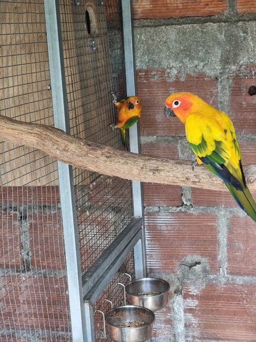Loris molucanus e aratinga sol