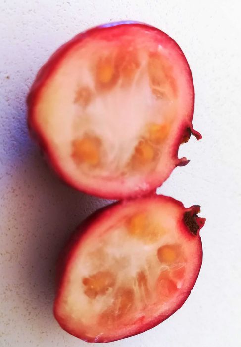 Araça Vermelho - Psidium Cattleianum Var. Vermelho