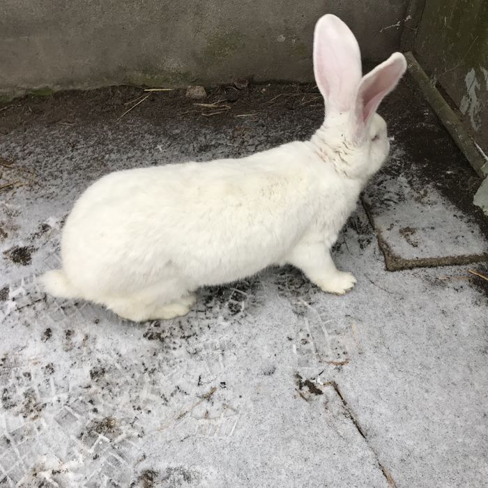 Króliki Olbrzym Belgijski