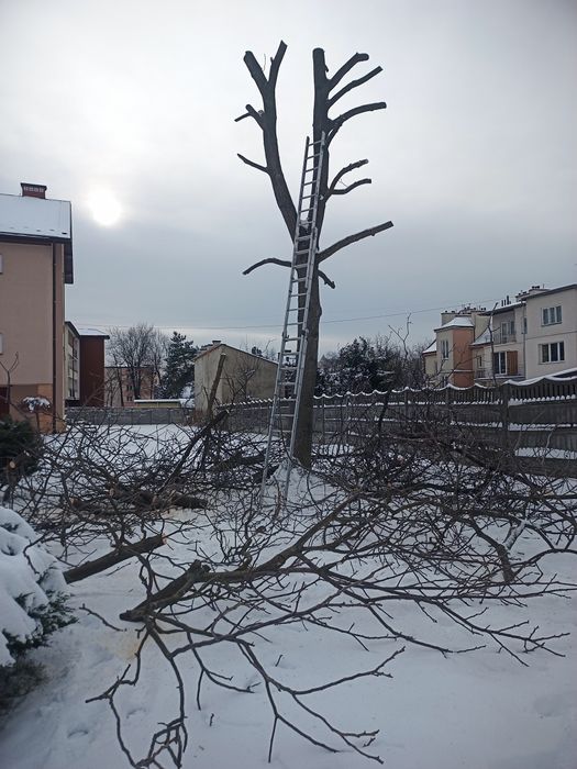 Wycinka i podcinka drzew, wynajem podnośnika z operatorem