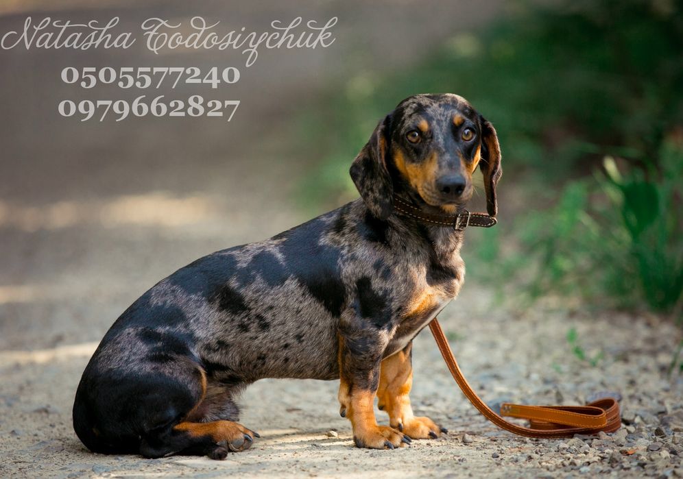 Емір запрошує дівчат на побачення