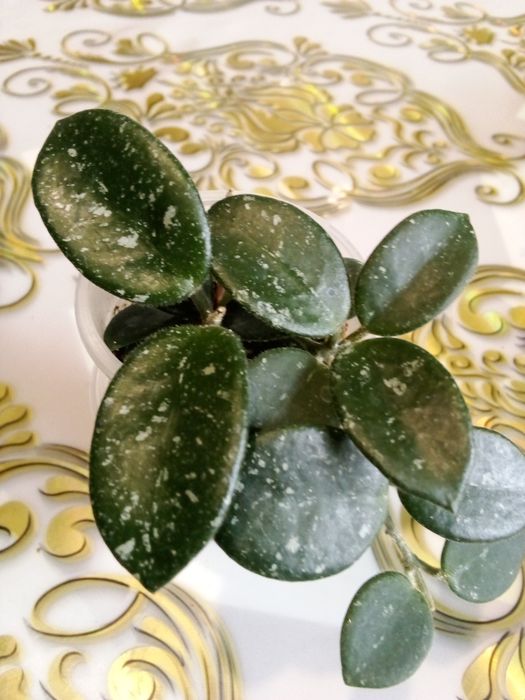 Комнатные домашние растения все в активном росте