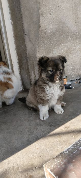 Собачки безкоштовно