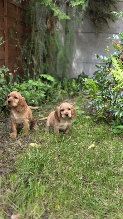 Cocker Spaniel Angielski chłopaki