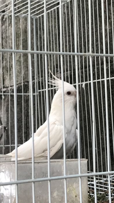 Caturra albina femea para troca