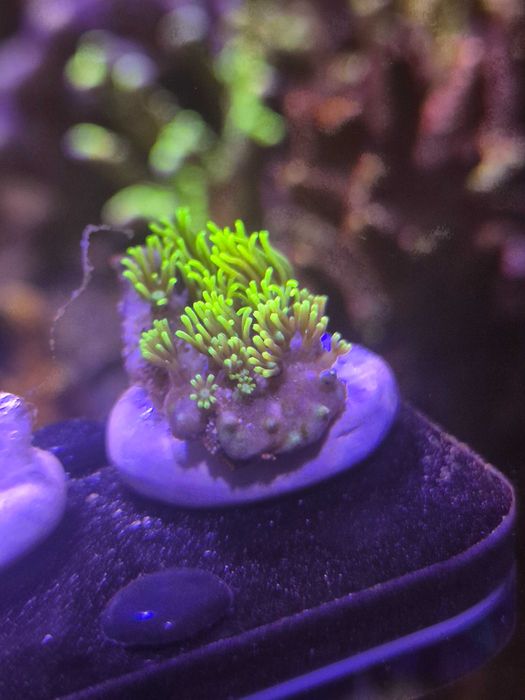 Briareum ultra fluo szczepki