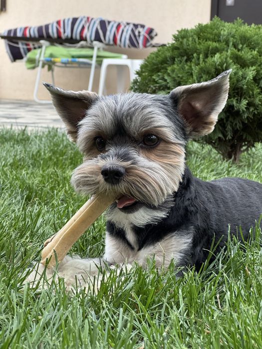 Вʼязка Бівер-йорк