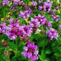 Молочай Сонечко,прунела, геліантус, ліхнес корончатий