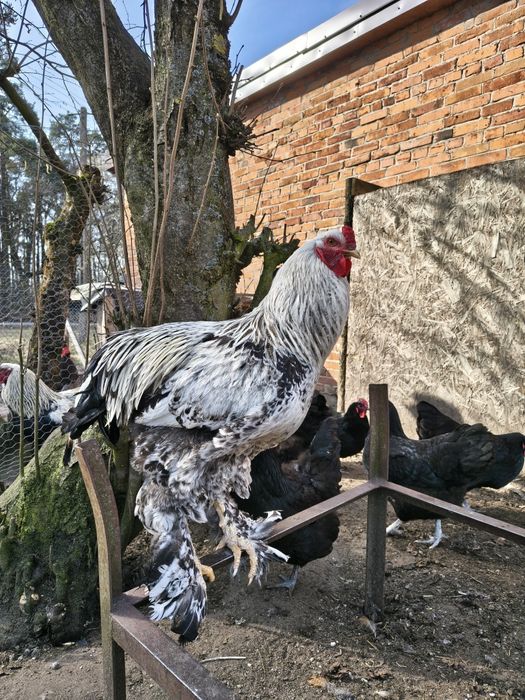 Sprzedam koguty Brahmy olbrzymiej