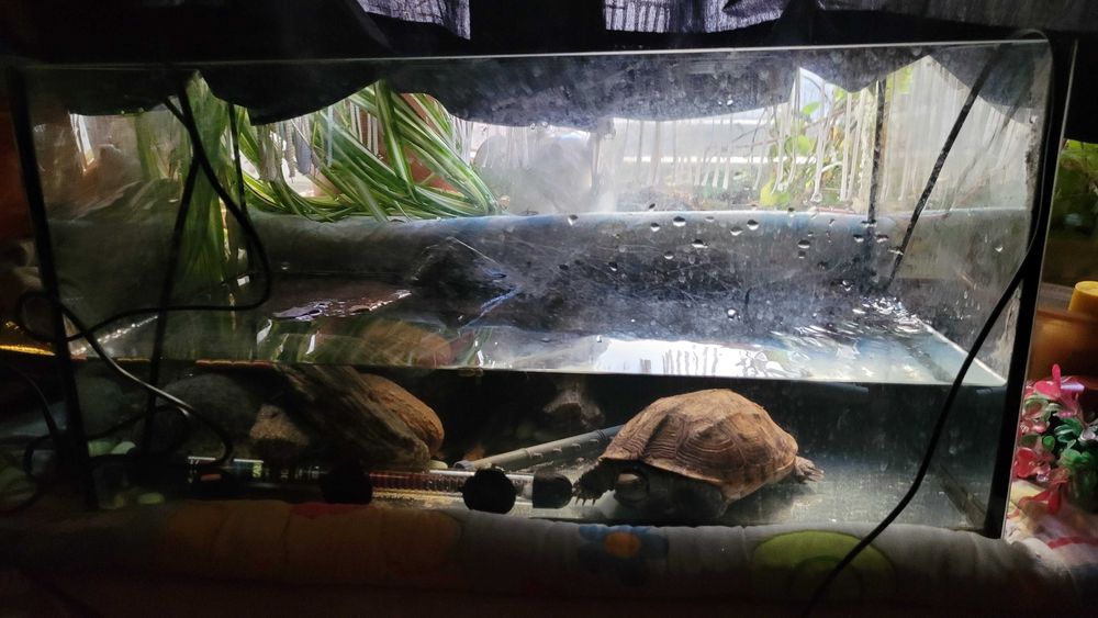 Żółw chiński samiczka