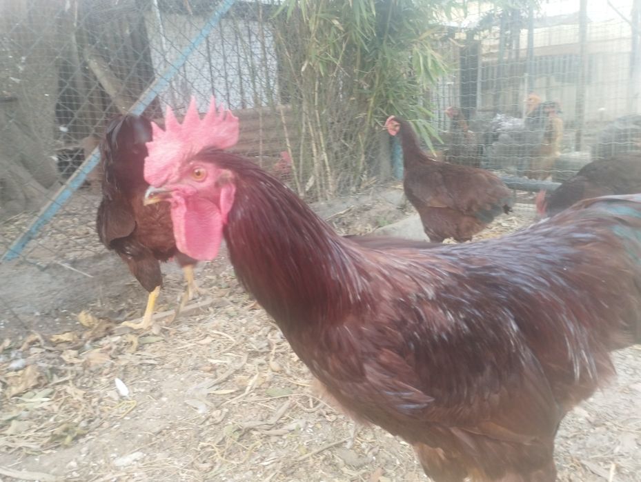 Ovos para incubação