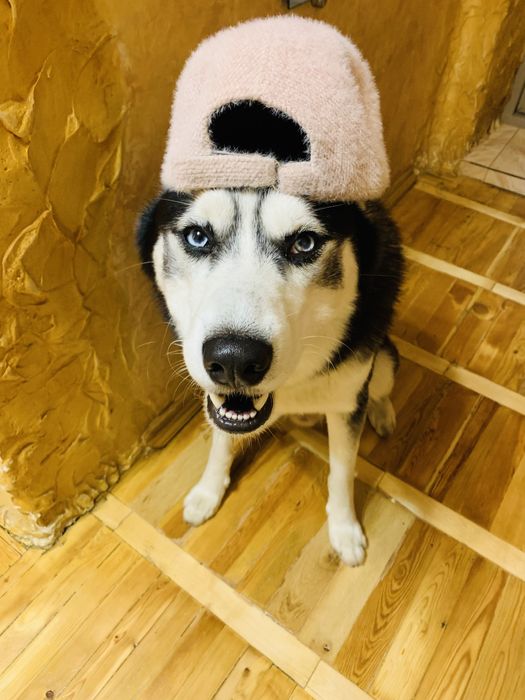Хаскі в‘язка (красивий та розумний Самурай)