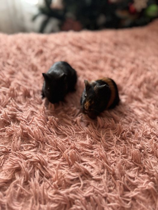 Морські свинки Рівне