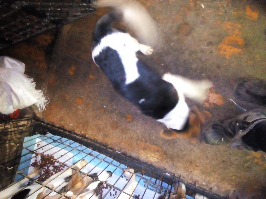 Віддам цуценя в добрі руки.