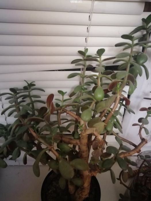 Продам цветок