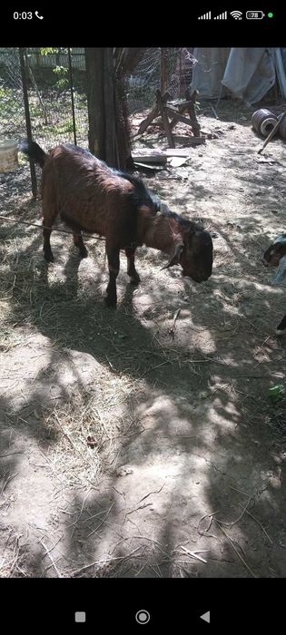 Продам козла англо Нубійский
