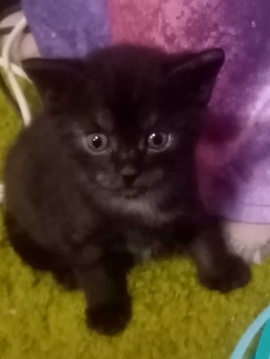 Котята бесплатно Харьков