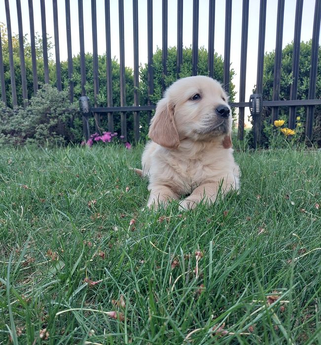 Goldeny, Golden Retriever.