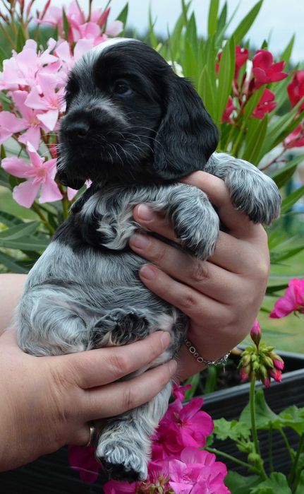 Cocker Spaniel Angielski ZKwP/FCI