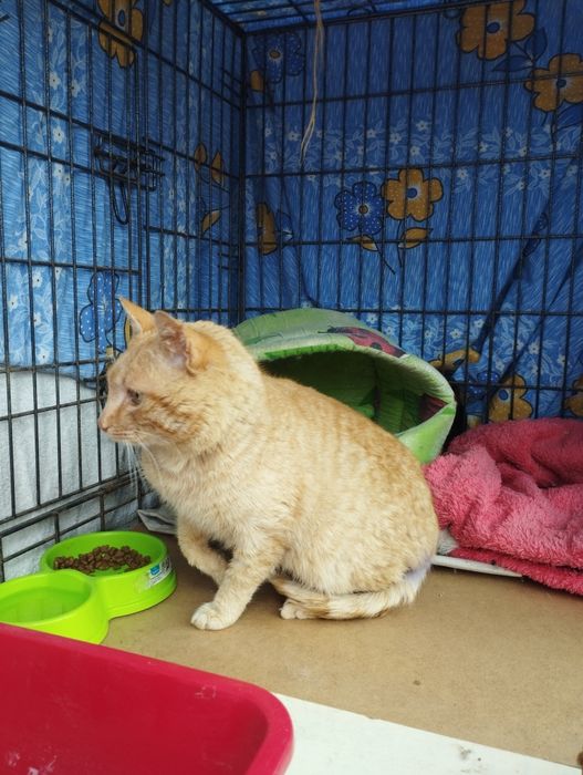 Рудий кіт котик рыжий кот