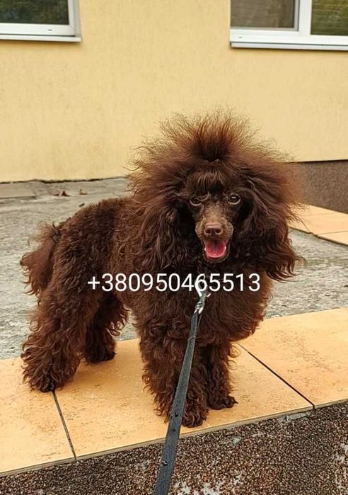 Шоколадный мачо приглашает милых дам