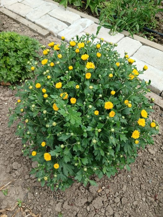 Хризантеми літні