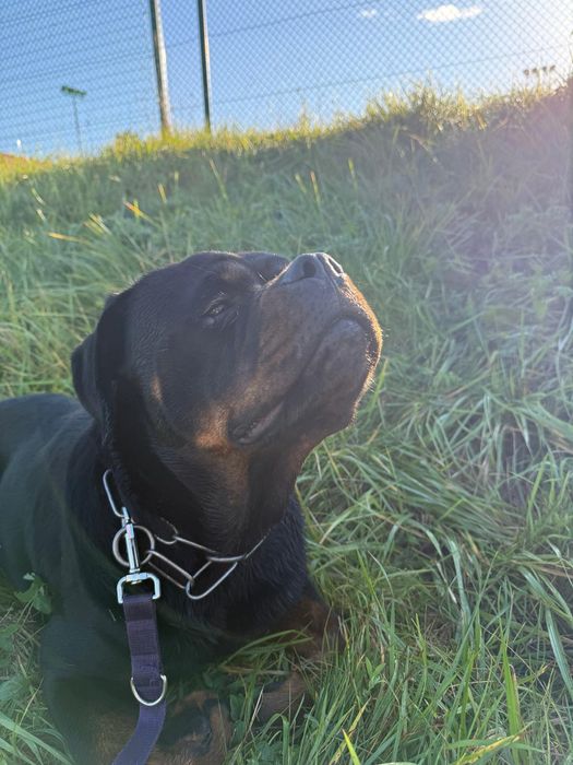 Piękna kochająca suczka, do adopcji, pies, młoda