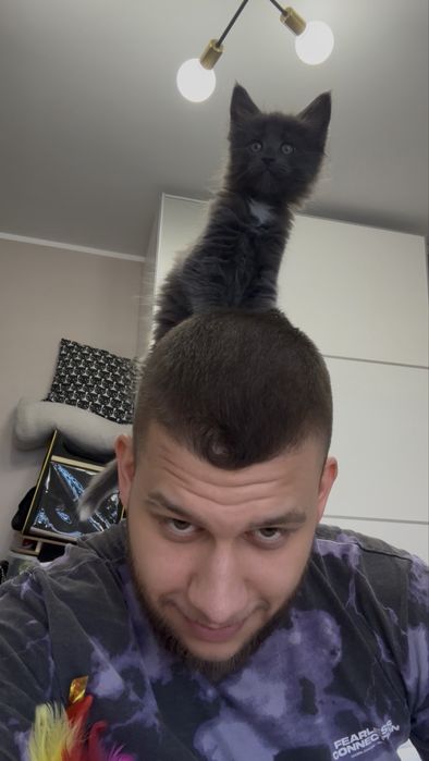 Kotka Maine Coon  |  Rodowód FPL