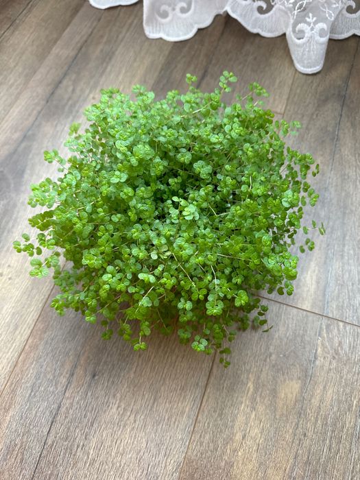 Продается сооейролия