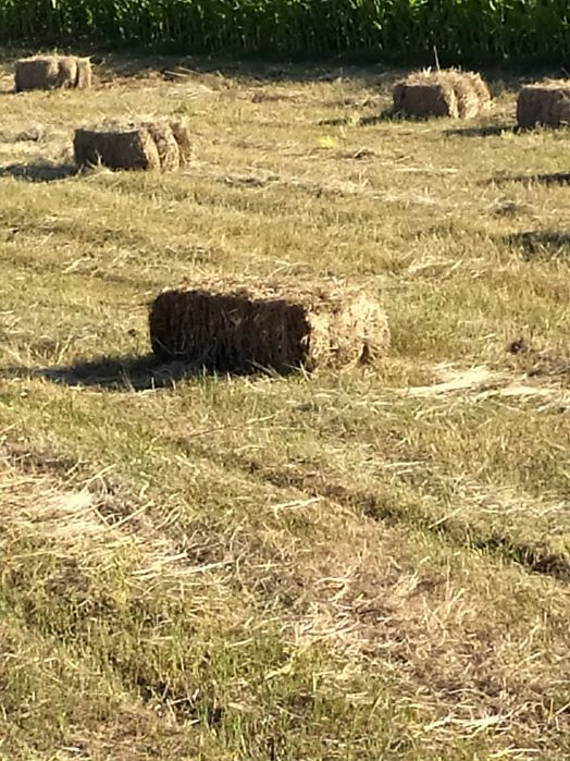 Fardos de feno , azedem e toussa