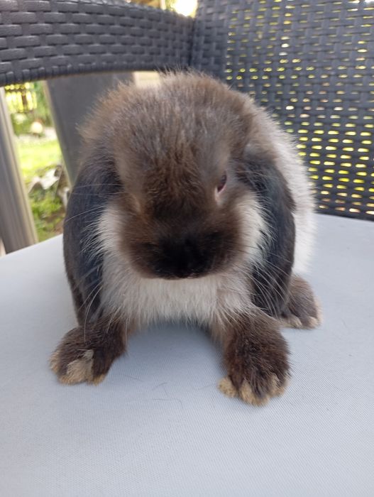 Królik mini lop miniaturka