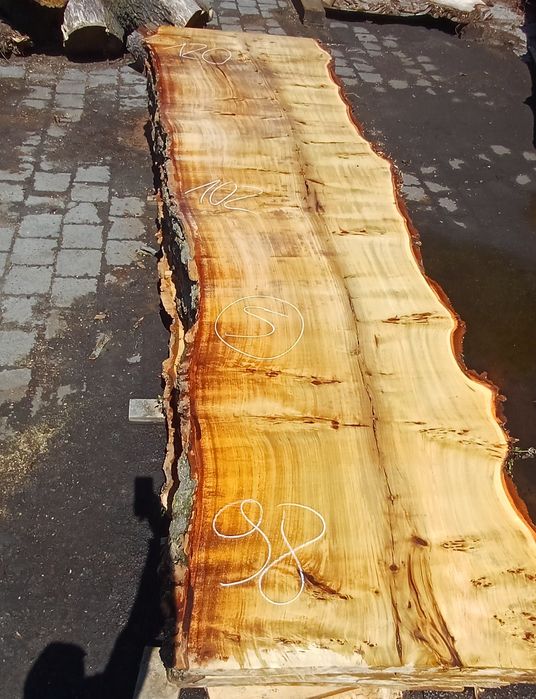 Foszty topola Długość 390 cm na stół monolit