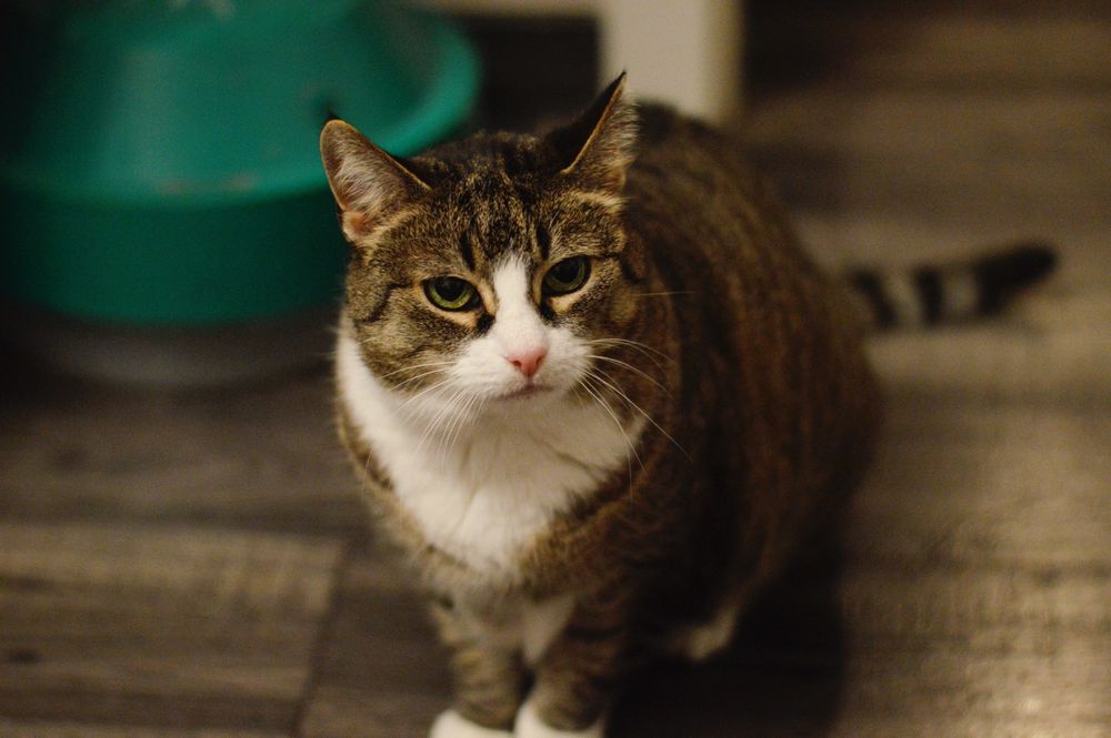 Koteczka Jagoda szuka domku