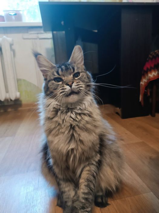 Кошка Мейн Кун,не стерелизованная