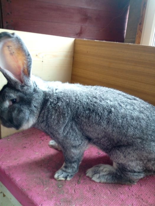 Olbrzym belgijski szynszylowy