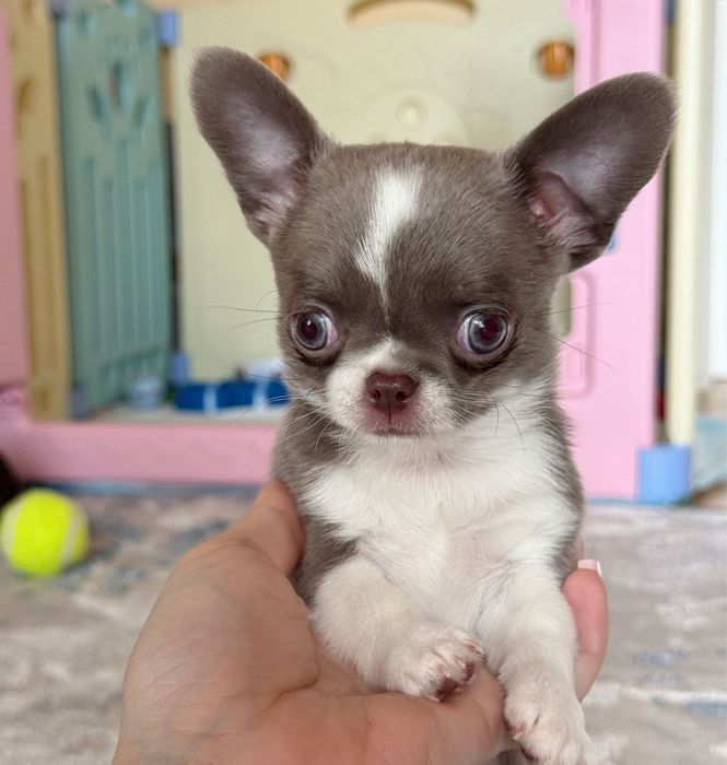 Прошу в дар бесплатно