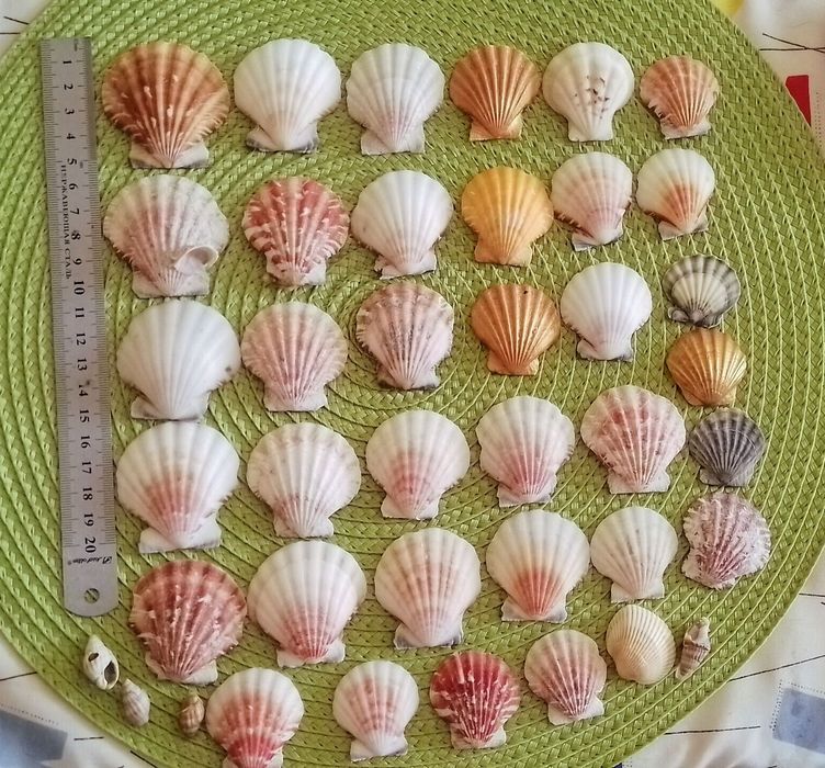 Крупные и поменьше ракушки морские