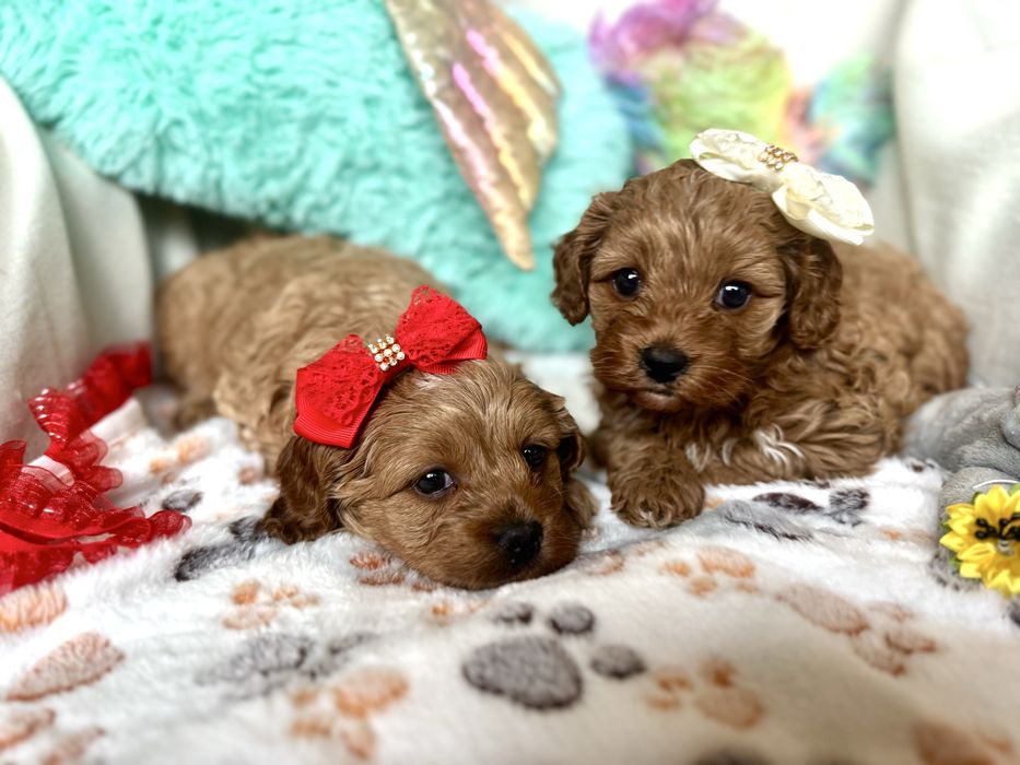 Cavapoo szczebiak nie cavalier nie pudel