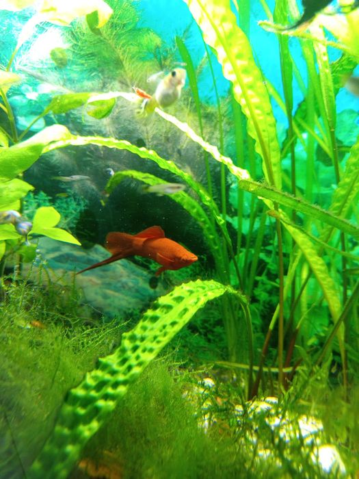 Sprzedam lub zamienie