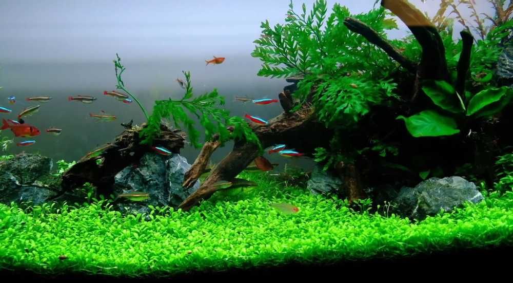 Глоссостигма. Аквариумные растения