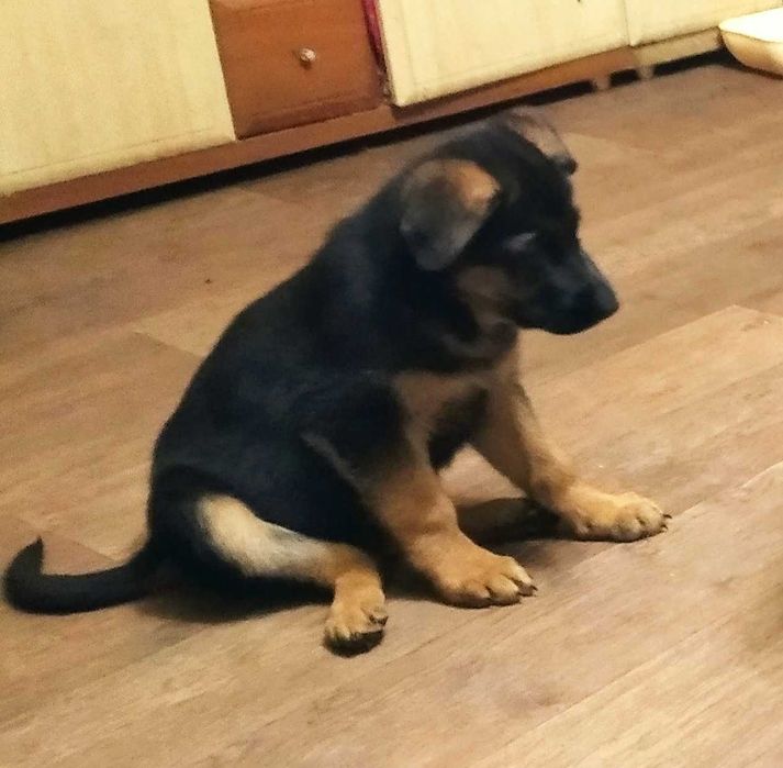 Бомбезные малыши немецкой овчарки,длинники и стандарт.