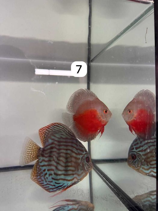 Discus adultos (varias strains)