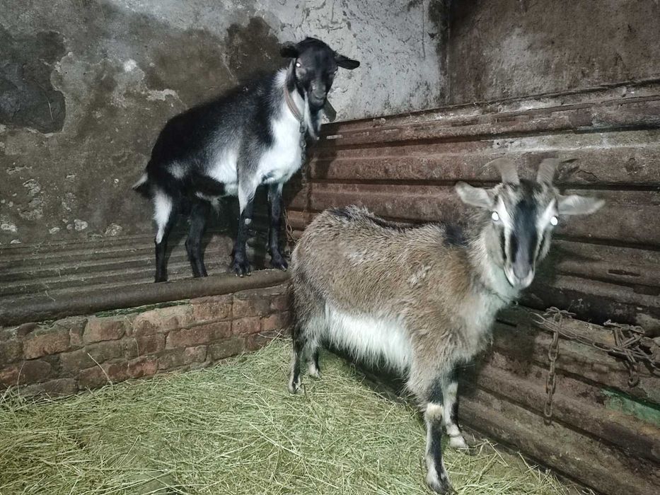 Продається кізочка