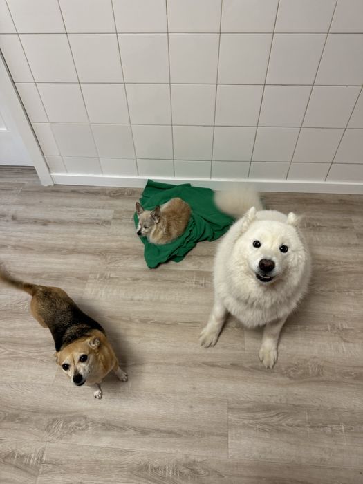 passear cães / dog walking