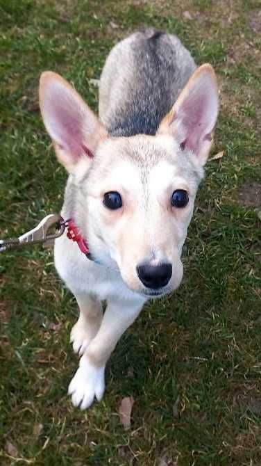 Метис Басенджи Корги | Цуценя | Щенок