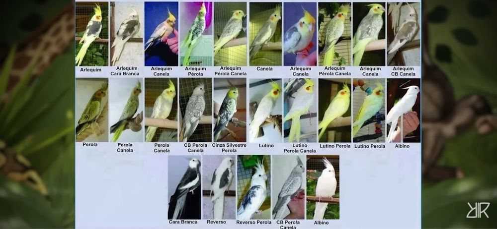 Cedo caturra anilhada