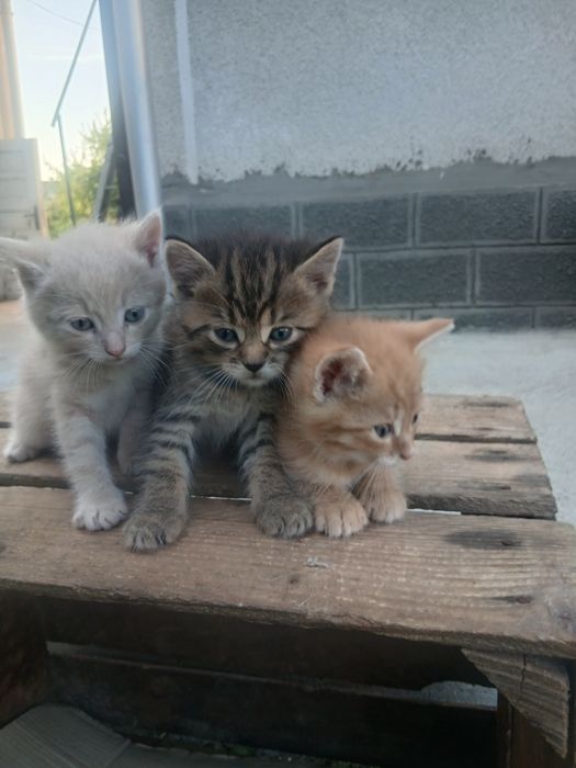 Віддам котиків в добрі руки