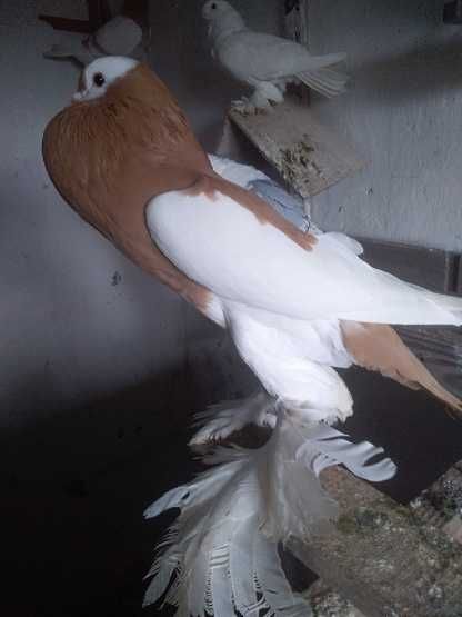 Sprzedam Lub kupie garłacz i niemiecki wystawowy