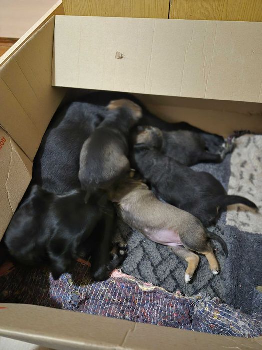 Цуценята 1 місяць