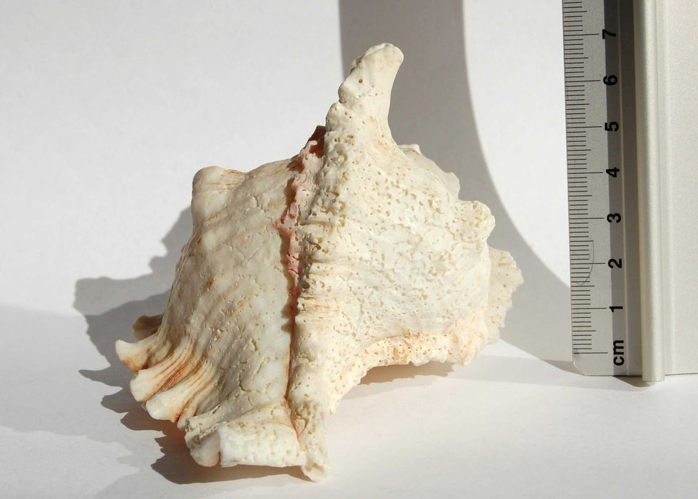 Muszla morska Murex Ramosus dł. 11,7 cm, marynistyka